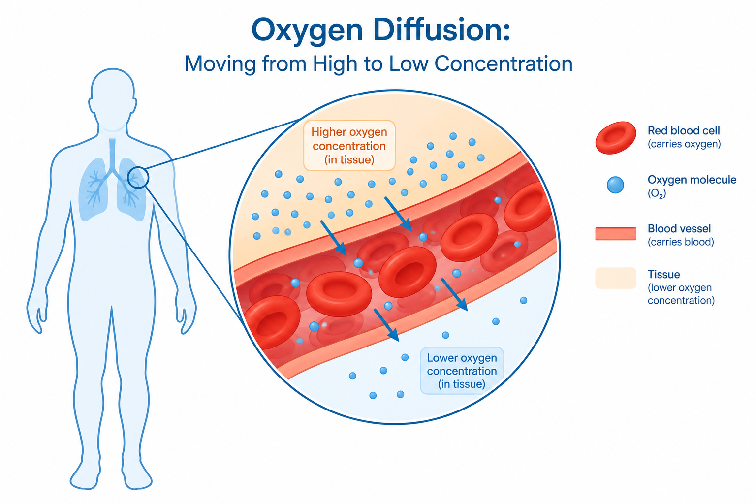 Illustration of oxygen diffusion from blood into body tissue