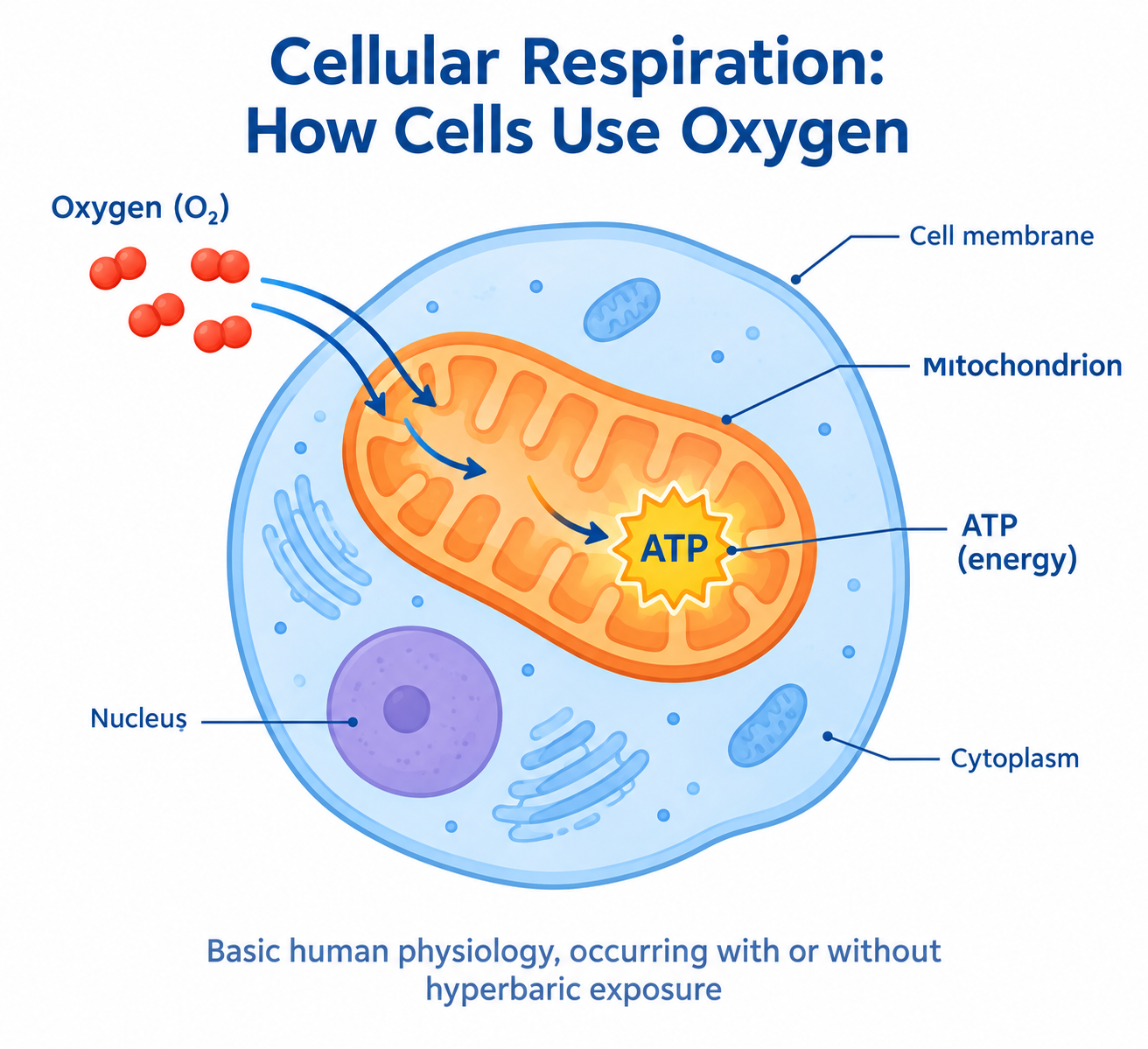 Illustration of cells using oxygen in mitochondria to produce ATP